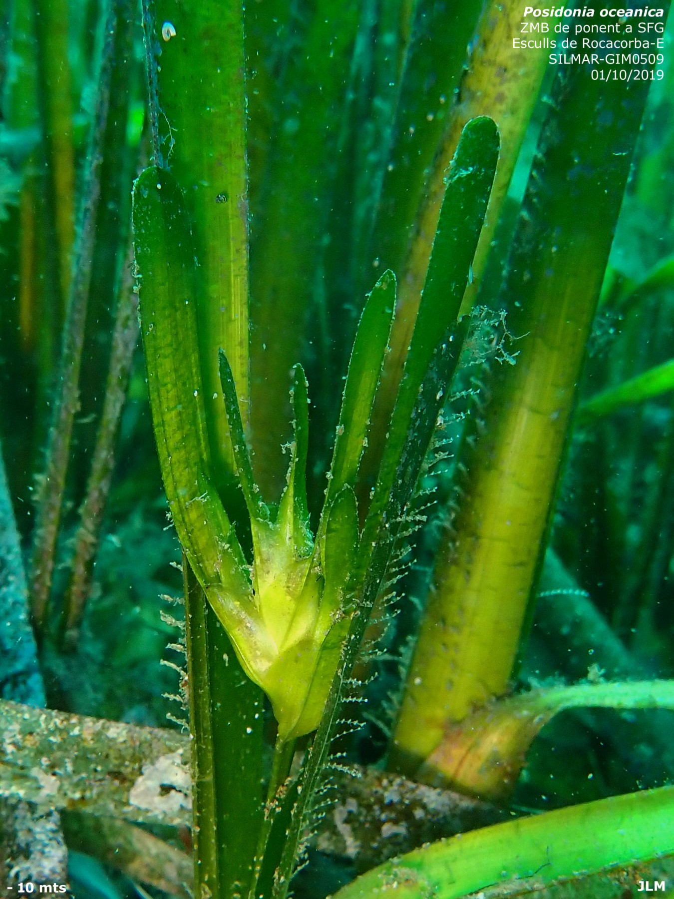 Posidonia oceanica 20191001 Esculls de Rocacorba-E (3)