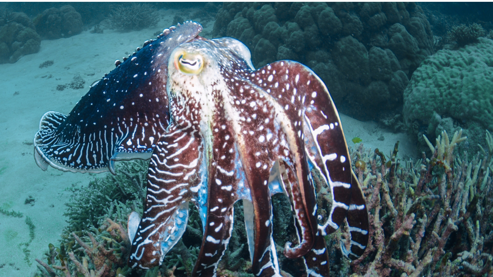 pesca_cefalopodes